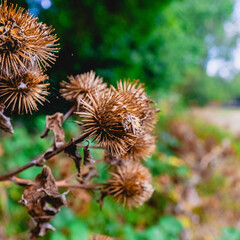 thistle flower