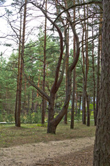 Pine forest in Palenga not far from the sea.