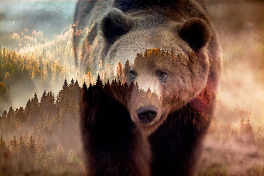 double exposure of brown bear and forest wildlife conservation