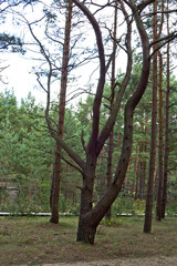 Obraz premium Pine forest in Palenga not far from the sea.