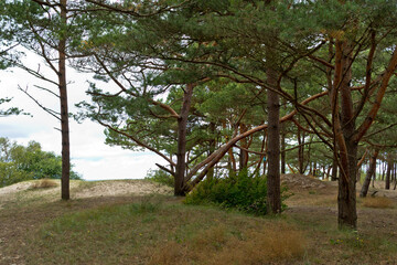 Pines on the shore of grief. Seascape in the Baltics.