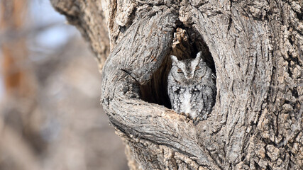 An Eastern Screech Owl is Camouflaged in a Tree in Oklahoma