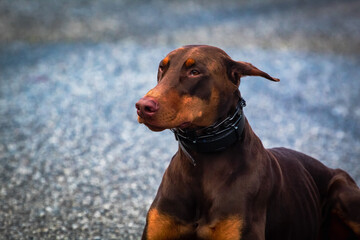 A Doberman Pinscher at rest