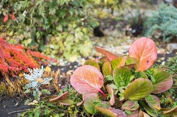 herbaceous medicinal plants of Badan (bergenia) family Saxifragaceae