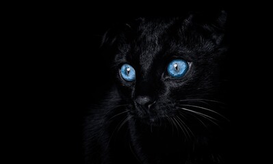 Black cat with blue eyes on a black background. Portrait of a black cat. 