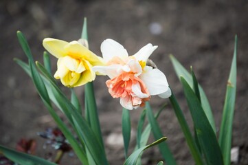 Yellow and white with pink terry daffodils
