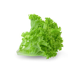 fresh green lettuce salad leaves isolated on white background