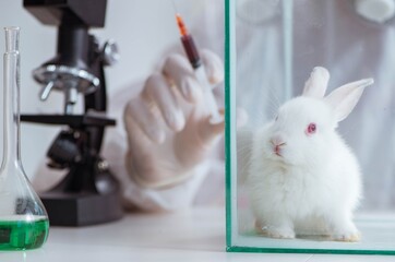 White rabbit in scientific lab experiment