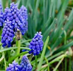 Muscari blooming, spring, bumblebee. Honey production. The bee collects pollen in the spring. Bee on blue hyacinth flowers.Blurred background.