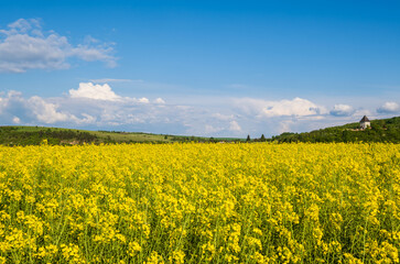 Fototapeta premium Spring rapeseed yellow blooming fields view, blue sky with clouds in sunlight. Pyatnychany tower (defense structure, 15th century) on far hill slope.