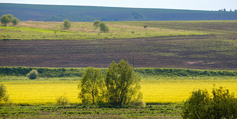 Spring countryside view with rapeseed yellow blooming fields, groves, hills. Ukraine, Lviv Region.