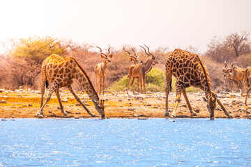 Two giraffes drinking water - obrazy, fototapety, plakaty