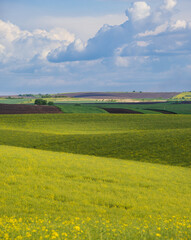 Fototapeta premium Spring evening view with rapeseed yellow blooming fields in sunlight with cloud shadows. Natural seasonal, good weather, climate, eco, farming, countryside beauty concept.