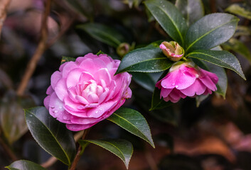 One camelia flower, on tree branch, in Terra Nostra Garden, Azores.