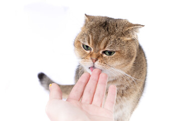 Golden Scottish Fold cat eats a treat from a package in the hand of a woman.