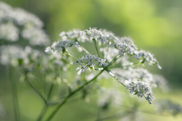 White umbellate inflorescences of Aegopodium podagraria on a green meadow. Beautiful natural background with delicate white flowers, selective focus
