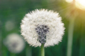 Beautiful round white dandelion on a stem in a spring meadow