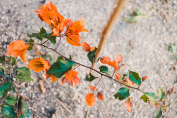 close-up of bougainvillea plant outdoor in sunny backyard
