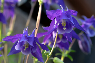 Perennial herb Aquilegia vulgaris with blue flowers on a dark blurred background
