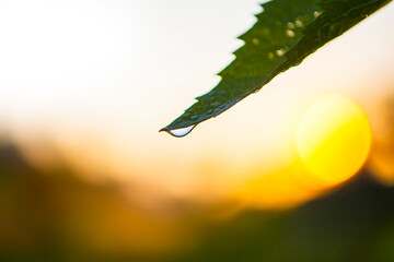 Isolated drinking Water Droplet hanging from a Leaf in Nature with a sunny warm Background, Metaphor for Purity and Health