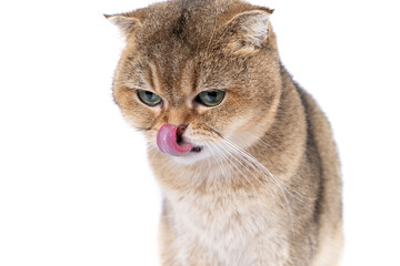 Golden Scottish Fold cat with green eyes closeup licks lips on white background