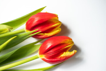 red and yellow tulips isolated