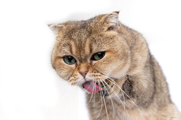 Scottish fold golden cat licks her face, washes her face with pink tongue. 