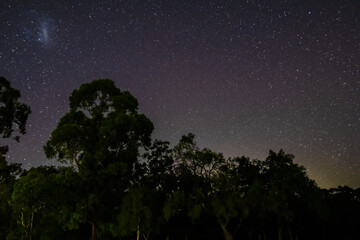 The Night Sky and Forest