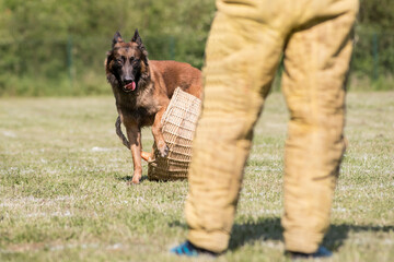 berger belge malinois garde du panier en ring