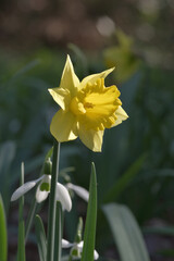 Obraz premium 黄色い水仙の花