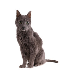 Vintage grey cat 19 years old