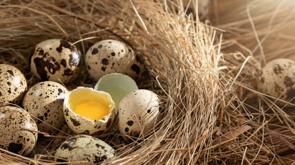 Obraz premium Several quail eggs in a decorative nest made of straw on a wooden table close-up, horizontal banner