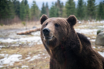 Obraz premium european brown bear portrait in the wilderness