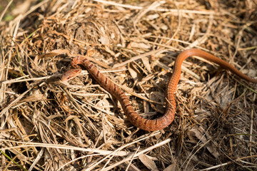 シマヘビの幼体
