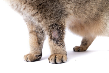 Golden Scottish Fold cat gets sick with lichen