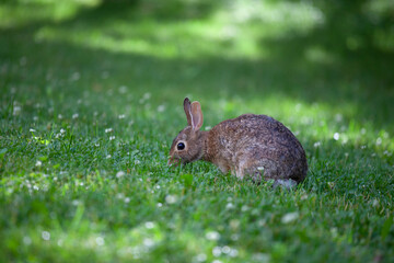 North American groundhog in nature during sunrise in the field