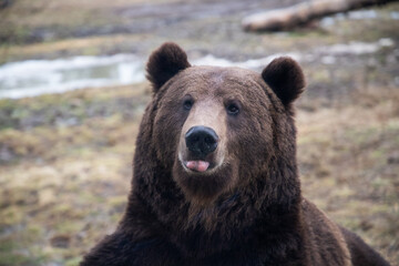 Obraz na płótnie Canvas european brown bear portrait in the wilderness