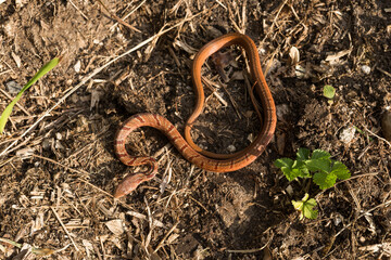 シマヘビの幼体