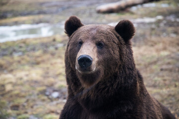Fototapeta na wymiar european brown bear portrait in the wilderness