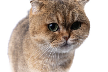 lovely fluffy golden scottish fold cat with green eyes on white background