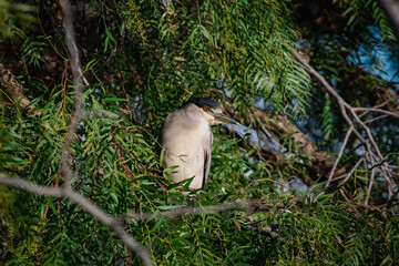 A night Heron roosting in a tree