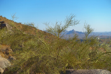Fototapeta na wymiar This is one of many scenic views from the Overlook Trail at Adero Canyon Trailhead in Fountain Hills, Arizona.