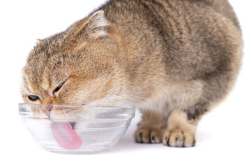 Golden scottish fold cat eating next to a glass bowl on a white background
