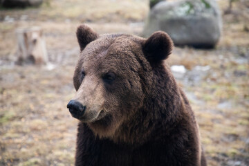 Fototapeta premium european brown bear portrait in the wilderness
