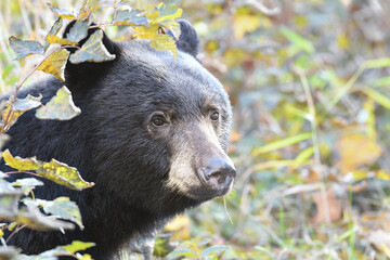 Black Bear portrait