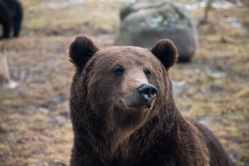 Obraz na płótnie Canvas european brown bear portrait in the wilderness