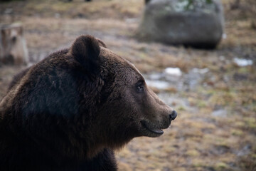 european brown bear portrait in the wilderness