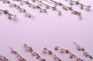 willow tree branch on colorful background. Easter, spring background