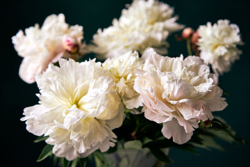 white peony with dark background