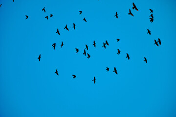 Plenty of black birds are flying on freely on blue and bright sky.
